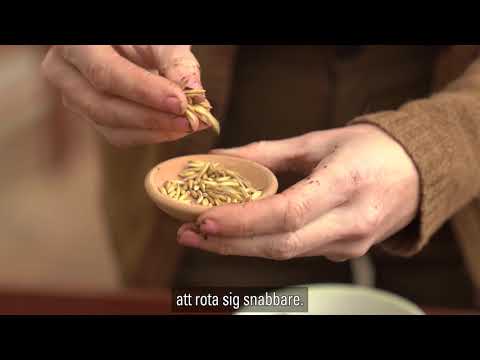 Tips: Havre + sticklingar = sant!