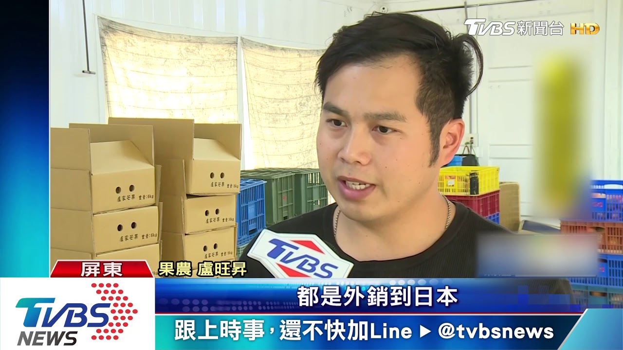 LV級愛文每顆300起　呷牛奶有機肥長大