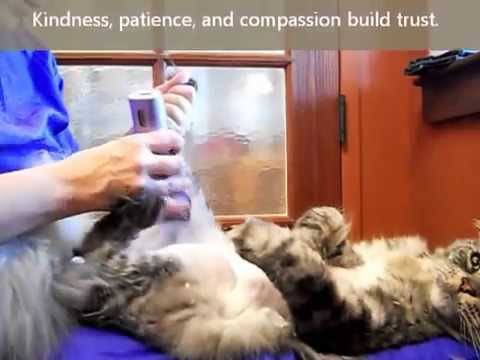 How To Shave a Cat's Tummy, with Aunt Stacey featuring Jai the Maine Coon