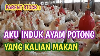 Download lagu THIS IS THE MODEL OF A CUTTING CHICKEN PARENT mp3