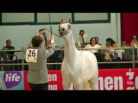 N 26 TE AL SHAQAB   Wels 2019   Fillies 2 years old Class 3