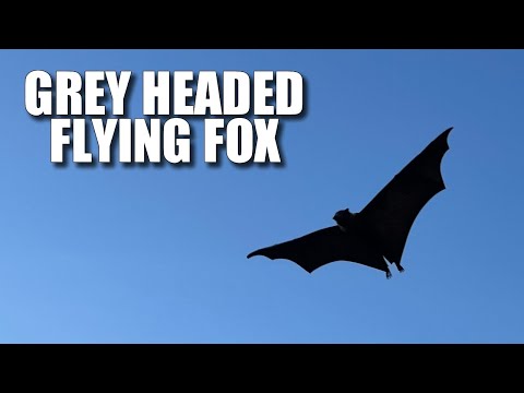 Grey Headed Flying Fox Facts: the Australian FRUIT BAT 🦇