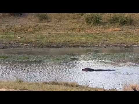Djuma: Hippo active and playing around in water - 16:56 - 08/09/2022