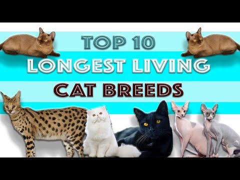 TOP 10 LONGEST LIVING CAT BREEDS