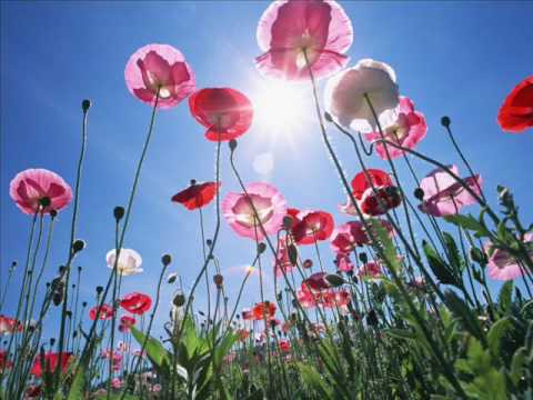 now that i know - devendra banhart