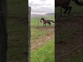Hongre avec de la taille et de la force