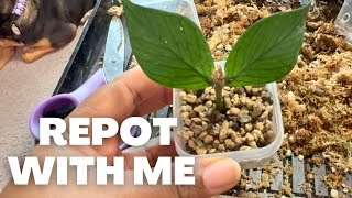 Hoya Haul and Repotting my new Hoya plants