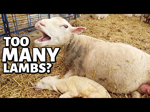 , title : 'That was the MOST lambs we've EVER had... but was it TOO MANY?!  | Vlog 687'