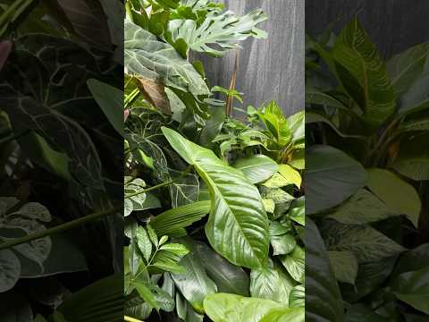 Into my tropical plant #jishnuuthaman #plants #houseplants #garden