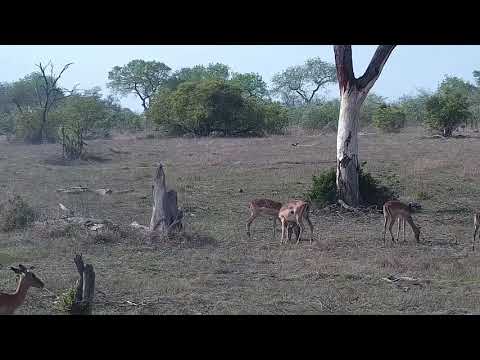 Djuma: Impalas with lambs - 07:35 - 11/05/21