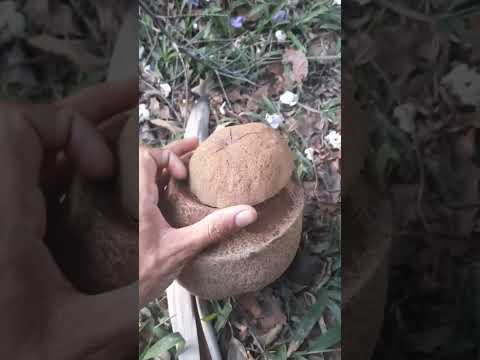 arvore de sapucaia e seu fruto