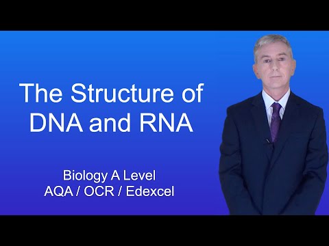 A Level Biology Revision "The Structure of DNA and RNA"