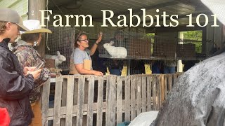 How to humanely raise & care for Rabbits #farming #rabbitfarming #buck  @places.letsgeaux.6668