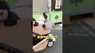 猛暑だけどフレブルとお散歩行きたかったので…