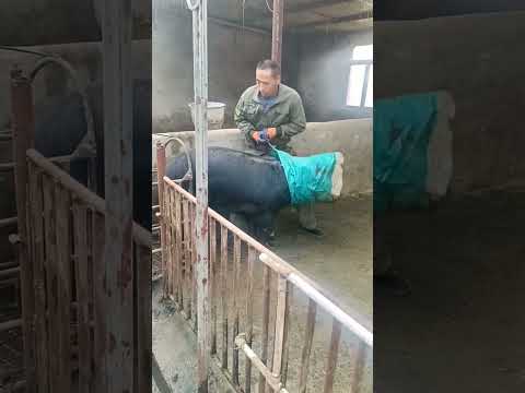 skill of catching pigs in cages #shorts