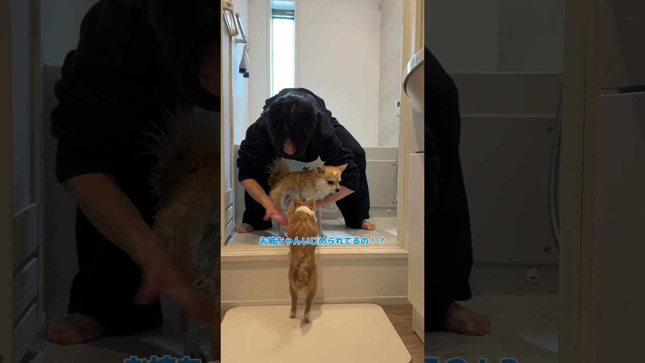 初めてお姉ちゃんのお風呂を見たけろ🐸