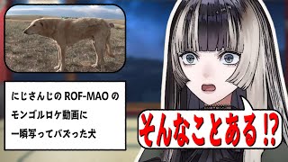 そんなことある？っていうバズり方をしているモンゴルの犬を見る儒烏風亭らでん [ReGLOSS/儒烏風亭らでん]