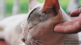 Download lagu Beautiful Sylhet city  and Bangladesh (1080p_HD) Video. 💗 mp3