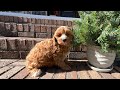 Cavapoo dogs for sale: Gigi  - Video 1