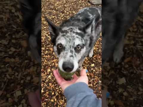 Dog Trainer's FAVORITE Dog Park 👀