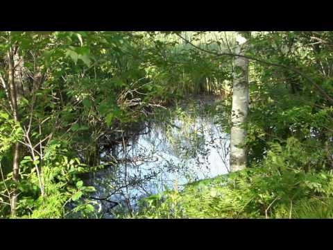 Wetlands Sights and Sounds - Necedah National Wildlife Refuge - Contemplative - Relaxing