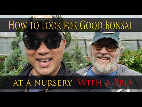 How to select good nursery stock for Bonsai at a nursery with a professional