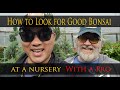 How to select good nursery stock for Bonsai at a nursery with a professional