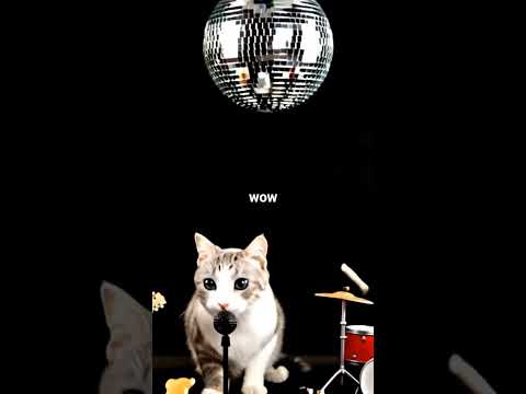 These Cats Just Dropped the Hottest Indie Track of the Year! #CrazyCatLady #CatsofYouTube