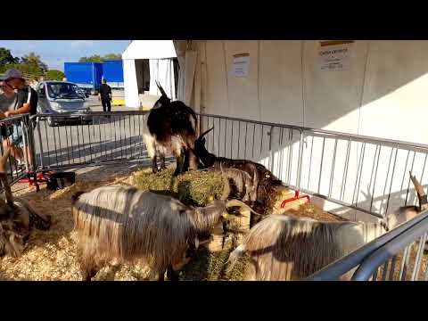 Alla Fiera di Sant'Alessandro - Bergamo 2023