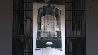 Download lagu CENDET SITUBONDO D_KING mp3