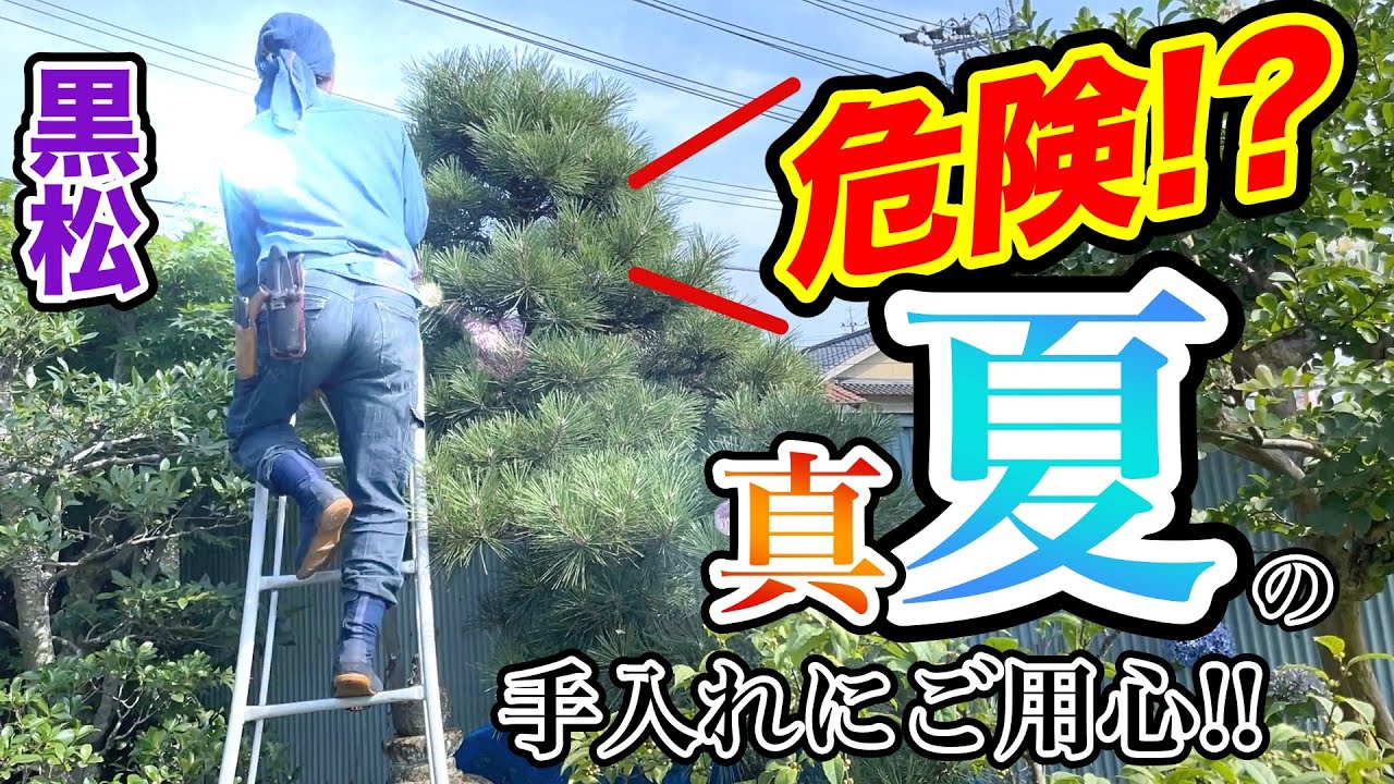 【黒松の剪定】真夏の手入れは危険！？何が危ないのか？実践しながら解説してみました【応用テクニックあり】