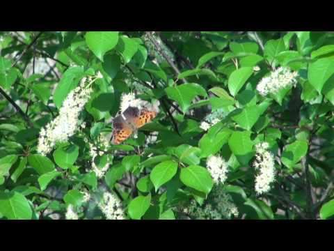 Butterflies on Chokecherry, April 2017