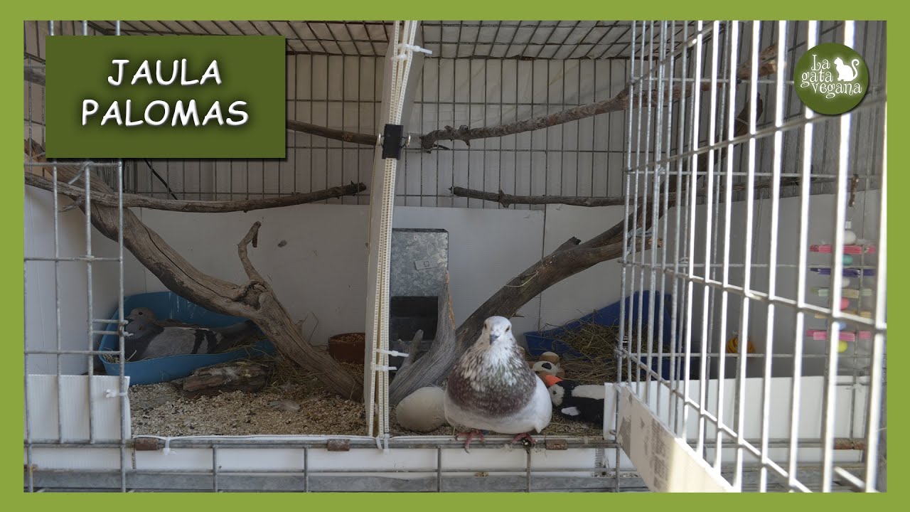 LA NUEVA JAULA DE MIS PALOMAS ARÁN Y EINAR | IDEAS PARA AVES GRANDES EN INTERIOR DE CASAS