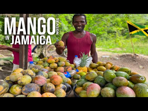 MANGO SEASON IN JAMAICA THE ULTIMATE STREET FRUIT (MANGO BUSH PICKING & EATING)