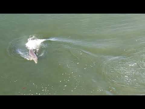 Flippin' Heck! Dolphin's Tail Kick Sends Fish Flying