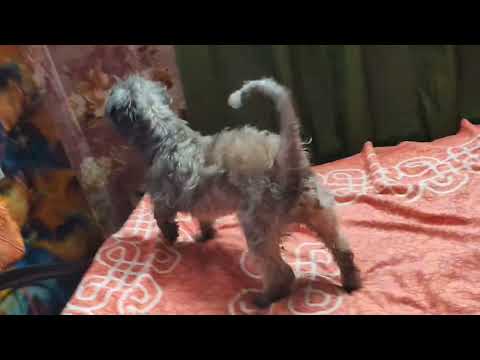 Moumachi k khuje pachhe na