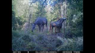 Viltkamera. Elg-kalver / Moose-calves.