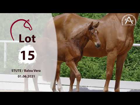 Lot15 BALOUVERA - 1.österreichische online Fohlenauktion