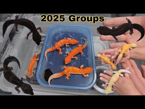 These groups SMACK! - More 2025 High End Leopard Gecko GROUPS!