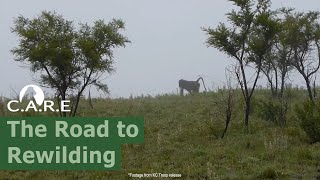 The Road to Rewilding - Release Success