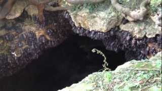 preview picture of video 'Biggest Bat Cave in the World in Samal Island, Davao, Philippines'