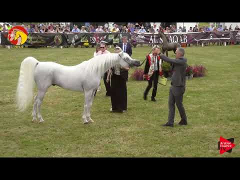 N.59 ZAIN SM - ELRAN CUP 2019 - Stallions 7+ years old (Class 13)