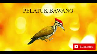 Download lagu MASTERAN PELATUK BAWANG || JEDA 1 - 2 MENIT!!! mp3 Download lagu MASTERAN PELATUK BAWANG || JEDA 1 - 2 MENIT!!! mp3