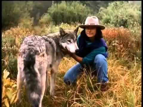 Leben mit Wölfen - Dokumentation zweier Menschen, die über Jahre hinweg Wolfsrudel beobachteten.