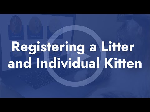 Registering a Litter and Individual Kitten