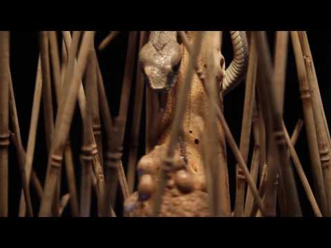 Meeting II - Toad vs. viper