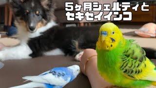 シェルティの肉球が気になるセキセイインコ