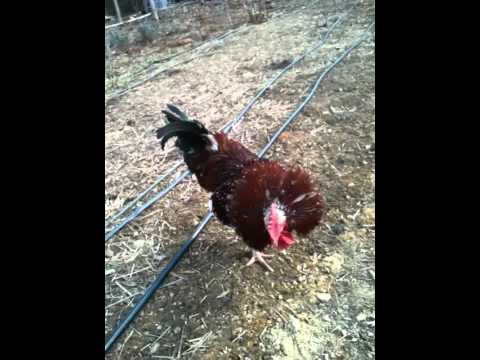 Taming a Rooster