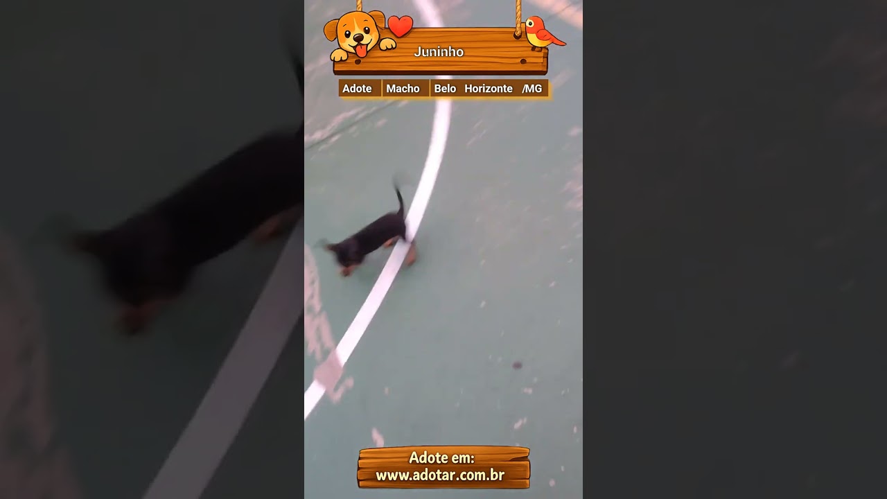 Cachorro raça Pinscher idade 2 a 6 meses nome Juninho