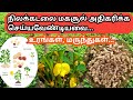 நிலக்கடலை முளைப்பு முதல் அறுவடை வரை �